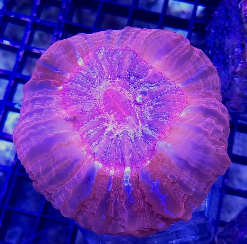 Cynarina red